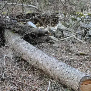 Plan di Tiviei mulattiera per malga Pramaggiore  muretti a secco dopo il Vaia