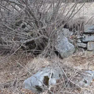 Plan di Tiviei muretto scalzato da un nocciolo