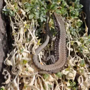 Chi abita il muretto