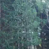 012 una araucaria nei boschi fornesiP8030174