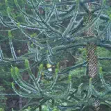 013 particolare araucariaP8030175
